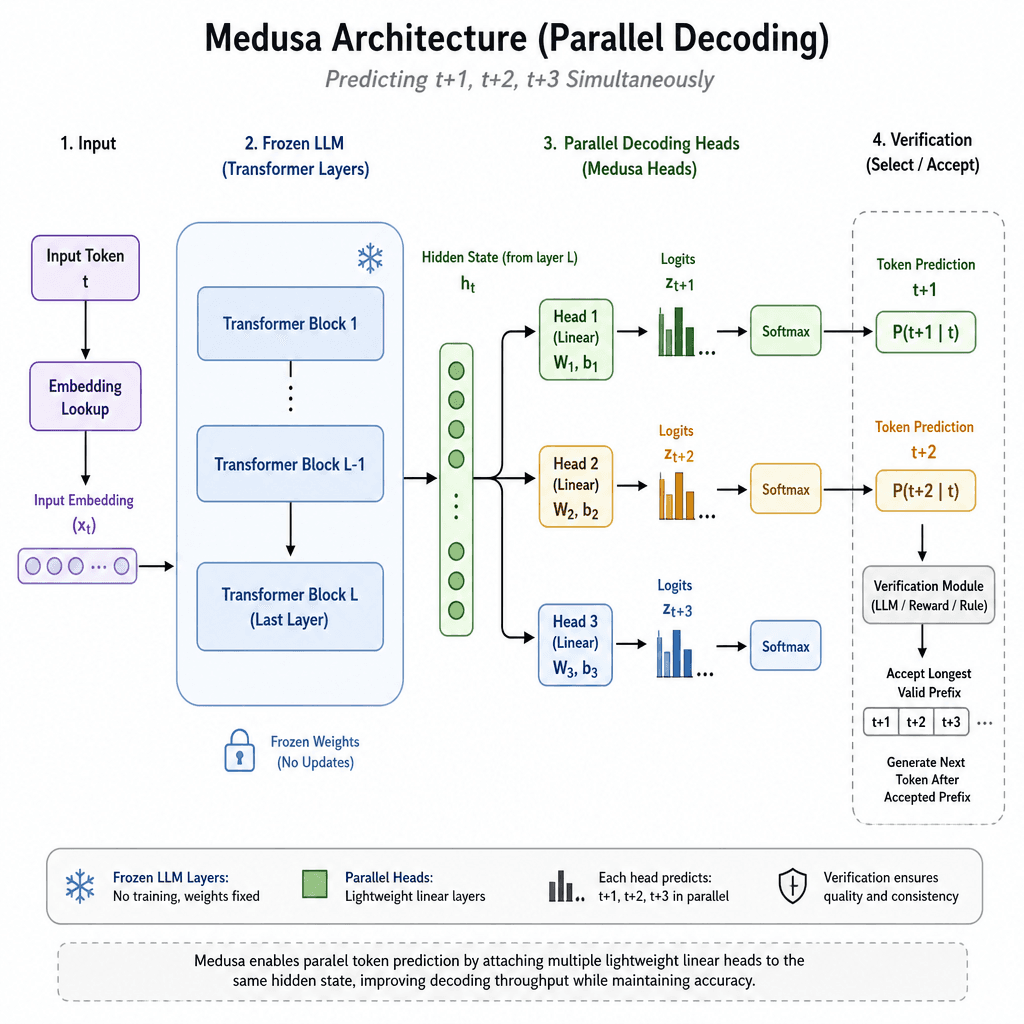 Schematic diagram of Medusa architecture showing parallel decoding heads attached to frozen LLM layers, predicting tokens t+1, t+2, t+3 simultaneously.